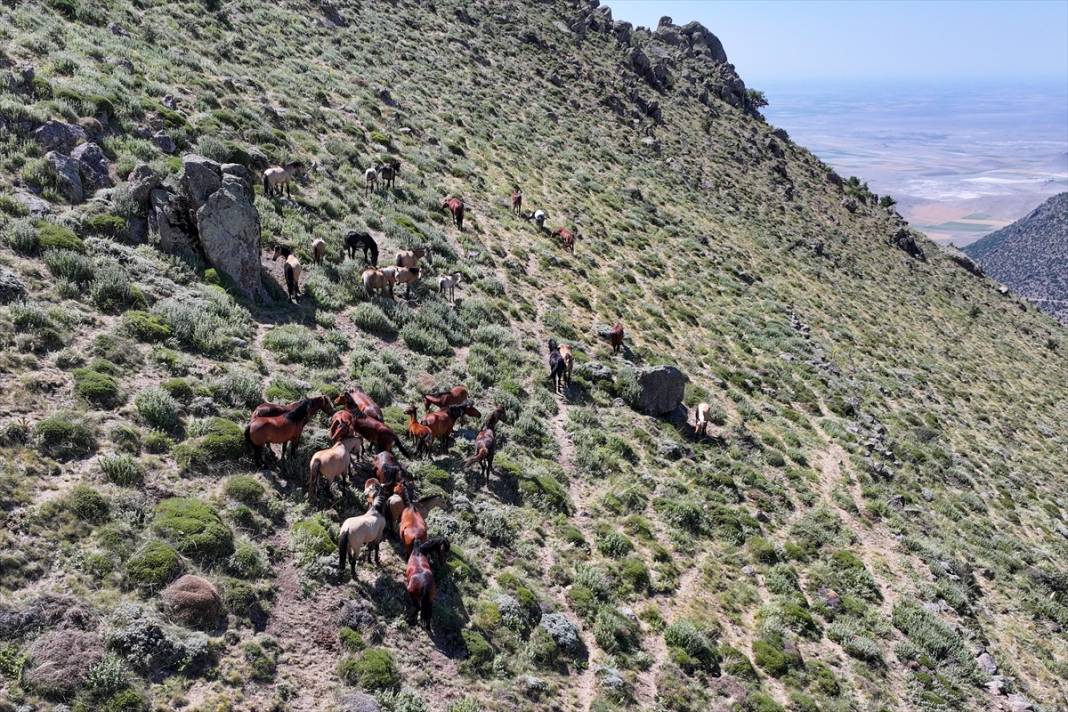 Konya Ovası’na bakan zirvede yılkı atlarıyla büyüleyici manzara 13